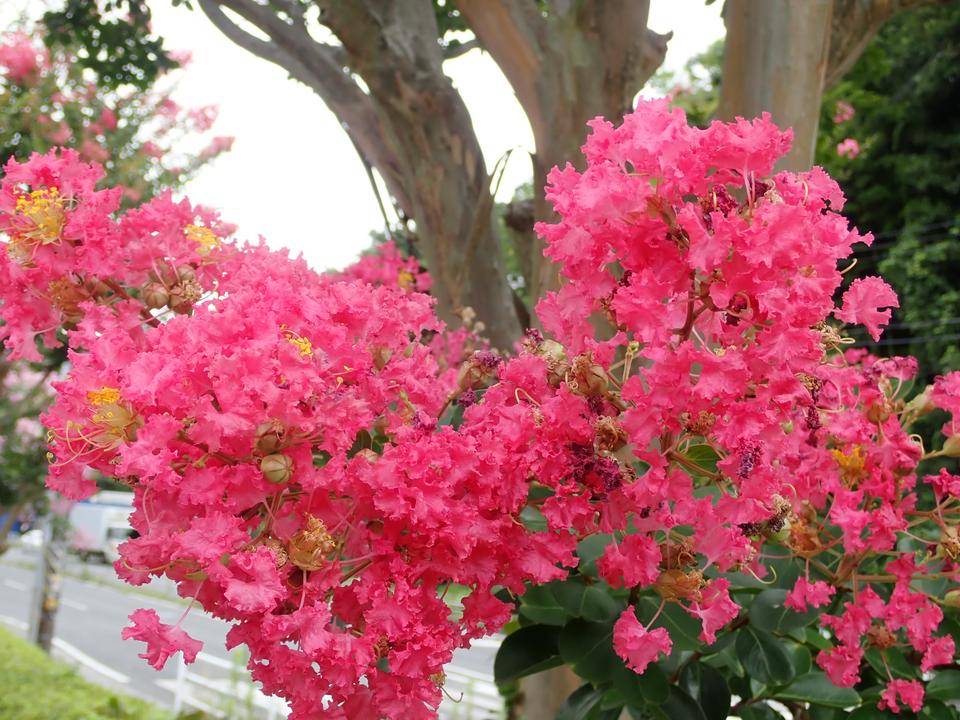 夏のお花❤︎サルスベリピンク 楽天市場】7月より発送2025年8月開花ピンク花のサルスベリぺ