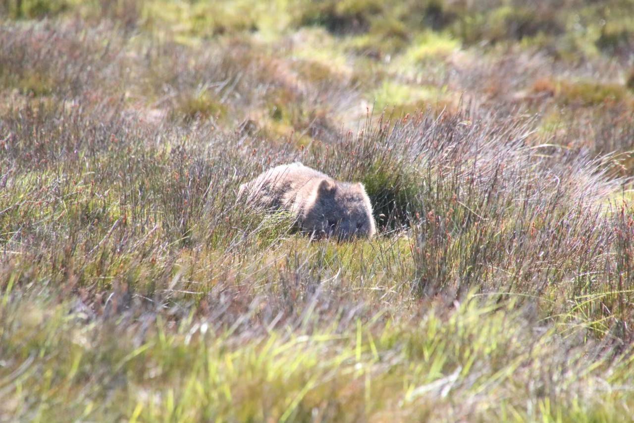 写真⑦ ウォンバット.jpg