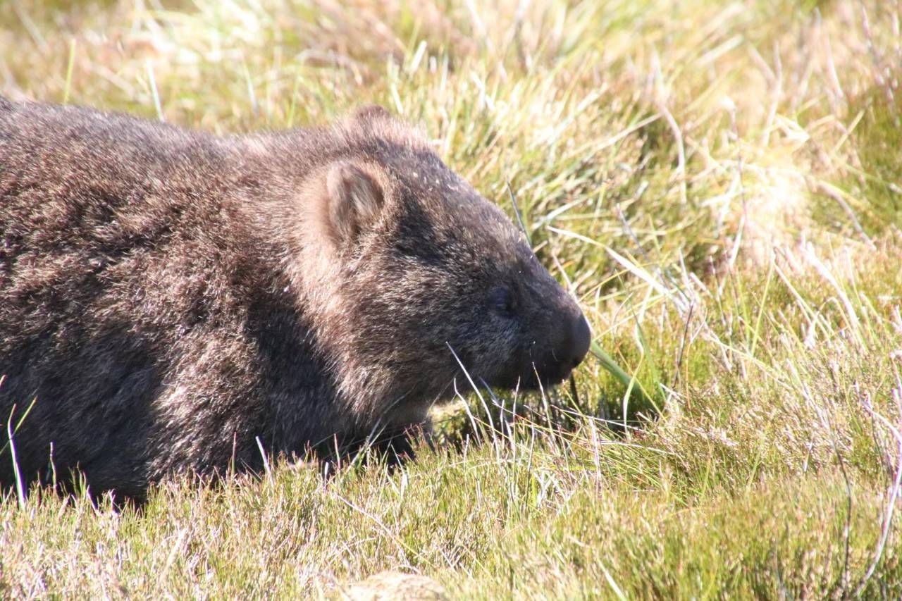 写真⑨ 目の前を通るウォンバット.jpg