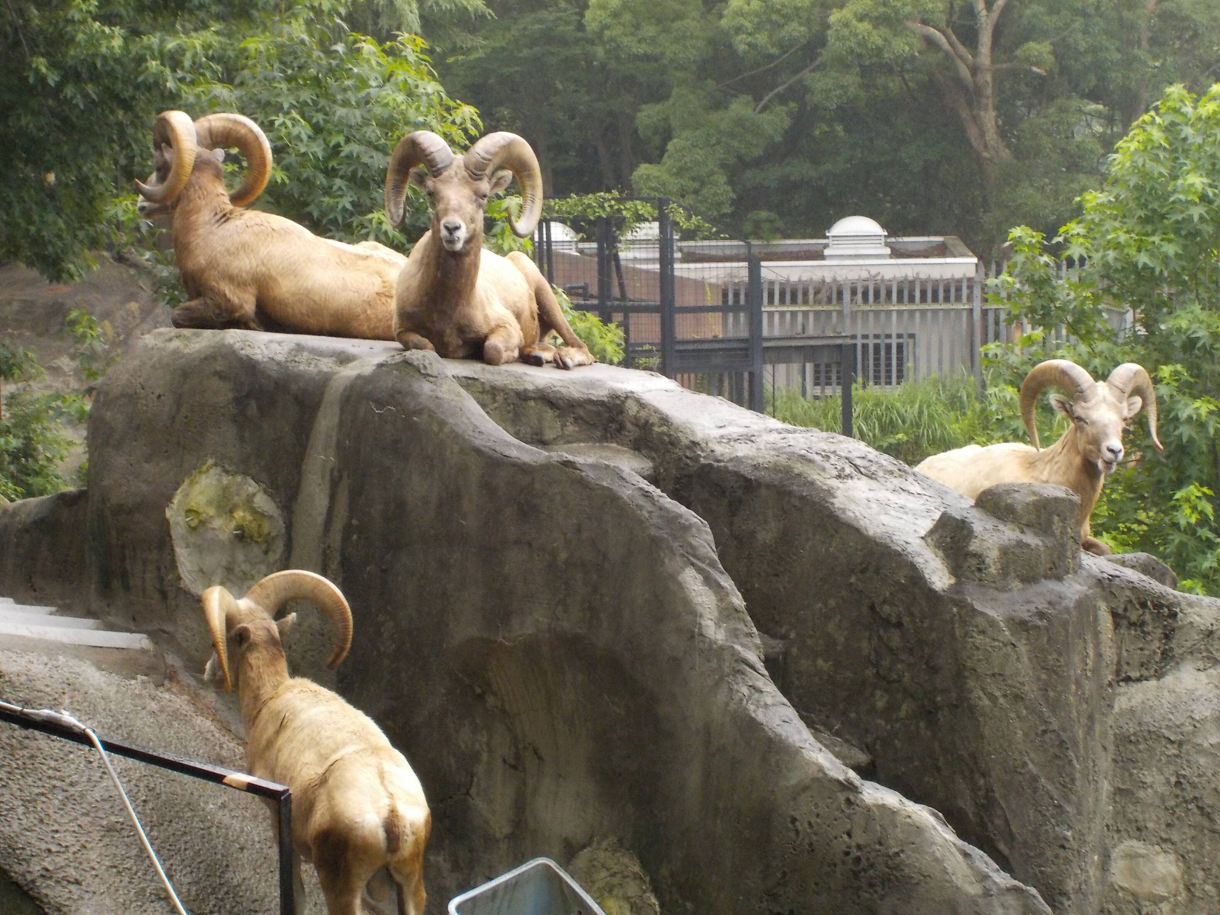 今日も元気に出勤です オオきなツノのヒツジの日記 金沢動物園公式サイト 公益財団法人 横浜市緑の協会 今日も元気に出勤です オオきなツノのヒツジの日記 金沢動物園公式サイト 公益財団法人 横浜市緑の協会