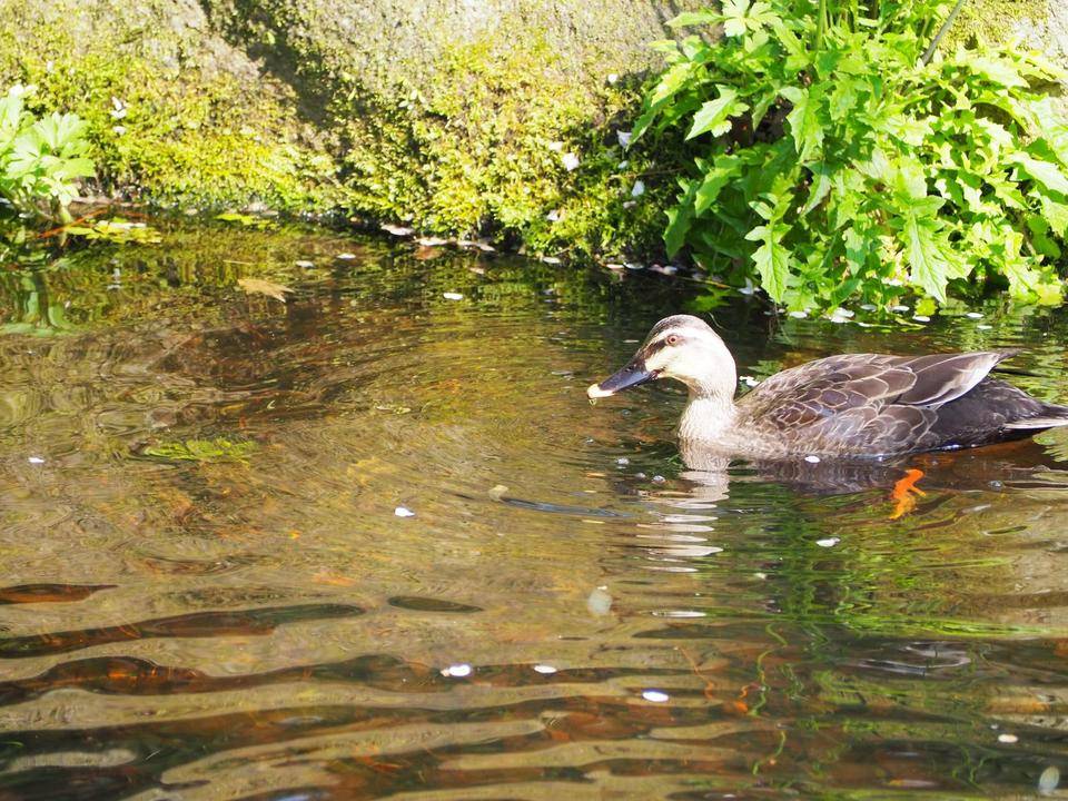 のんびり泳ぐカモ.jpg