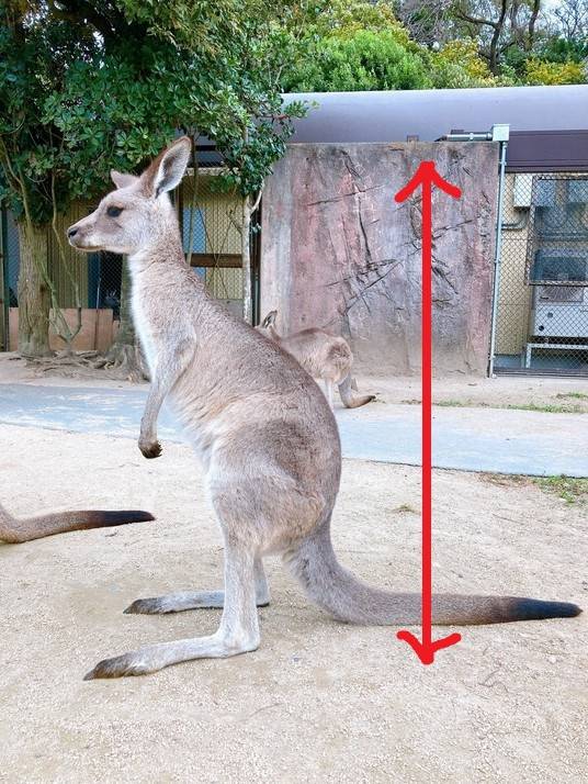 一緒にカンガルーの名前を覚えよう キクラゲ編②.jpg