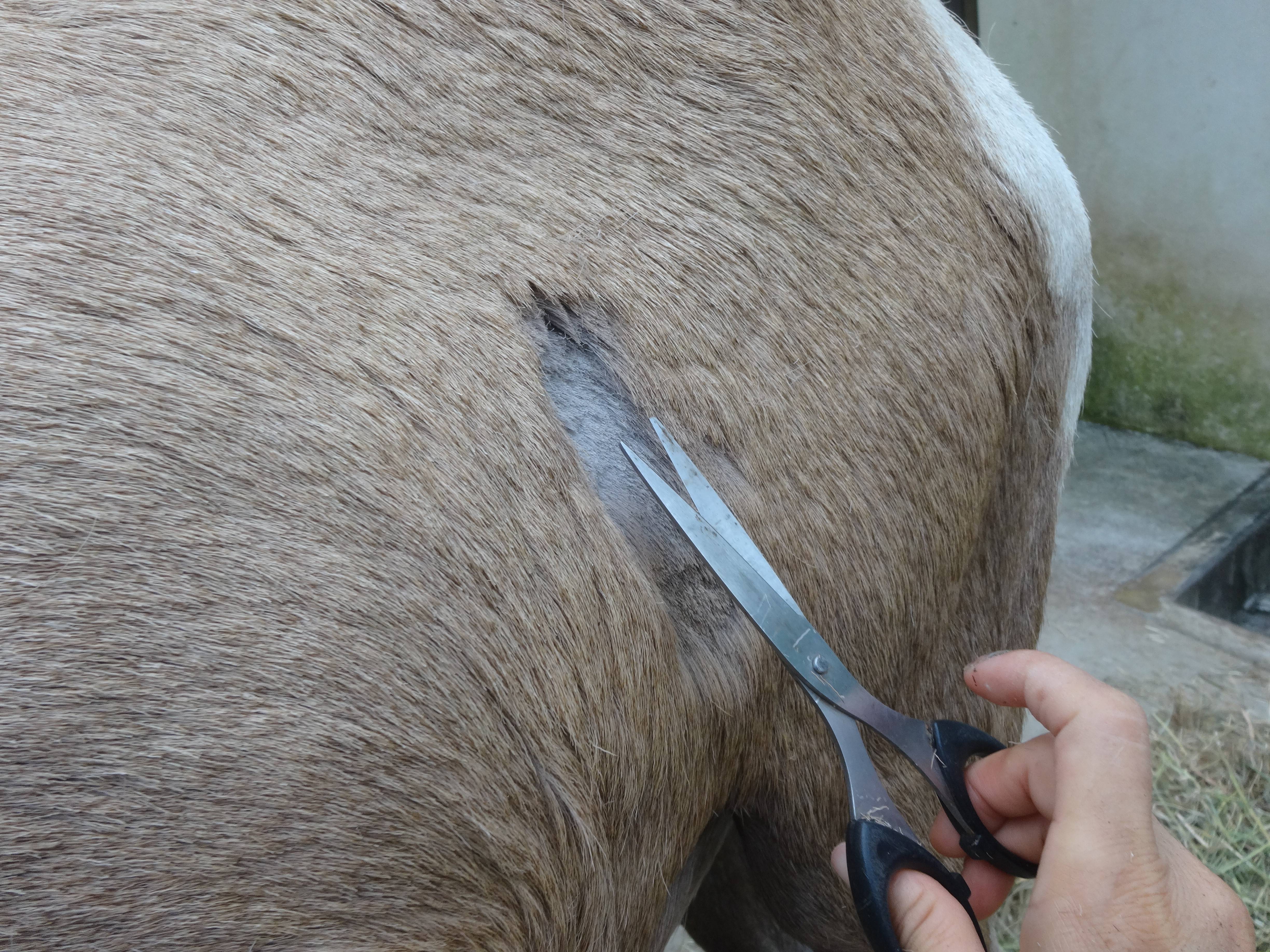コハルの毛カット.jpg