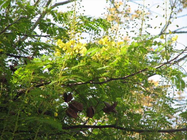 写真1-2 ジャケツイバラ.jpg