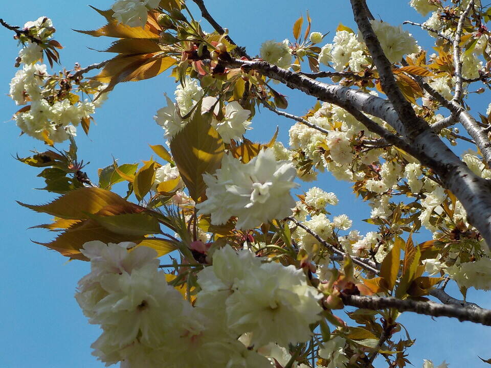 20200408写真⑤ウコン桜.jpg