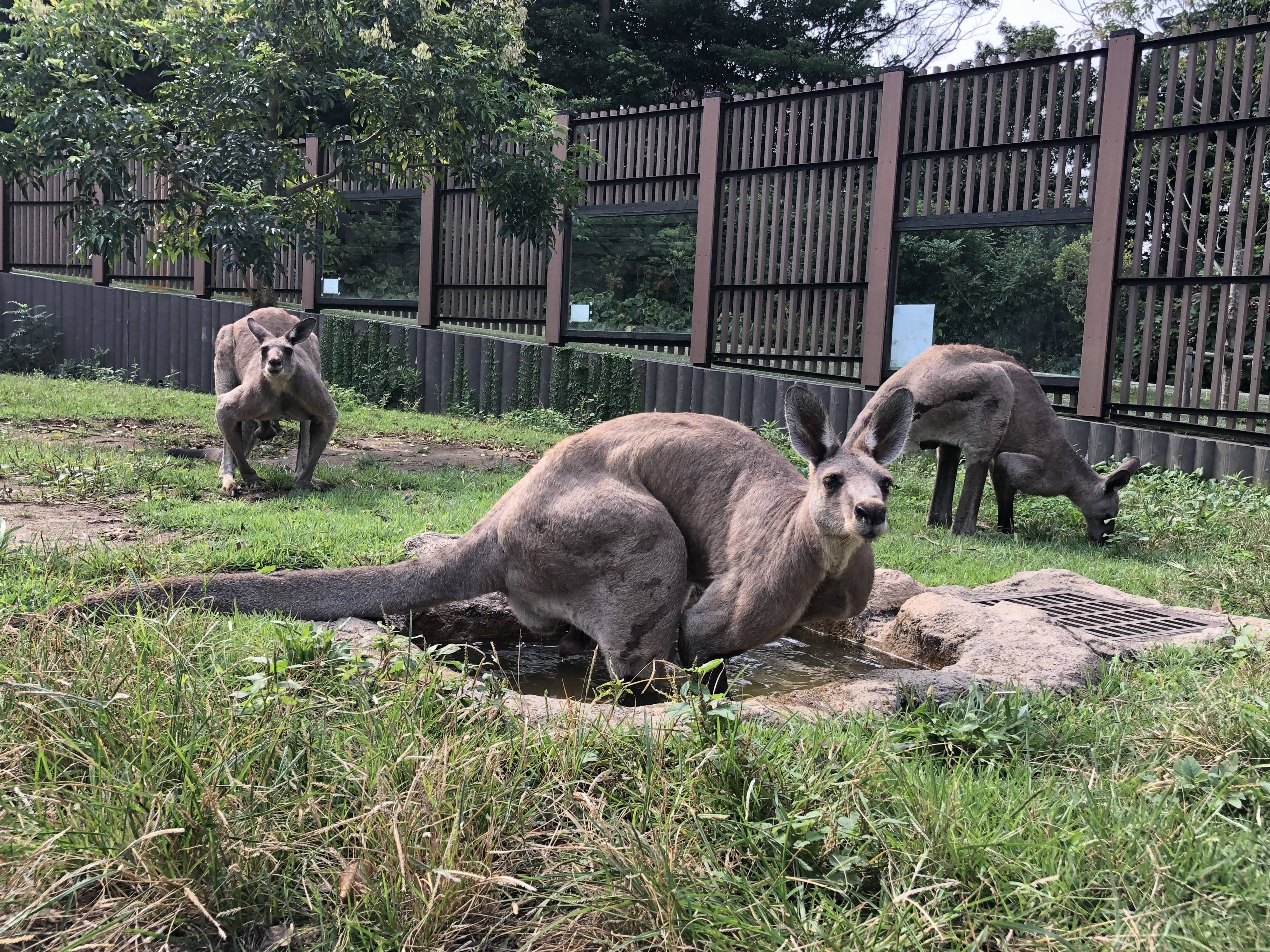オス展示場で水浴び 1.jpg