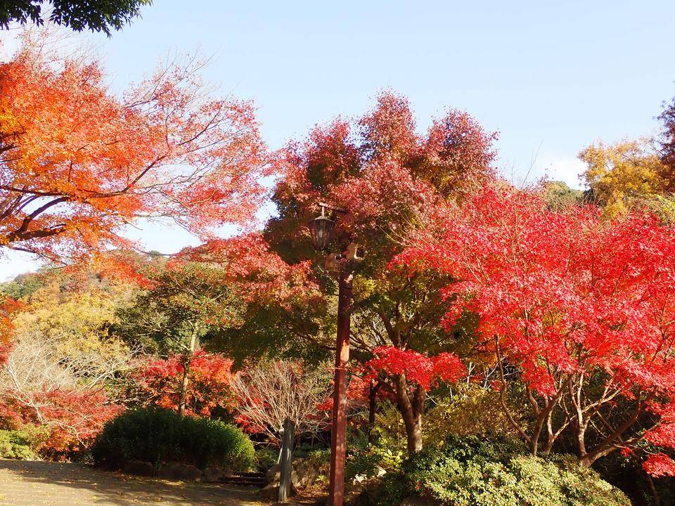 ha20201210-2水の谷紅葉①.jpg