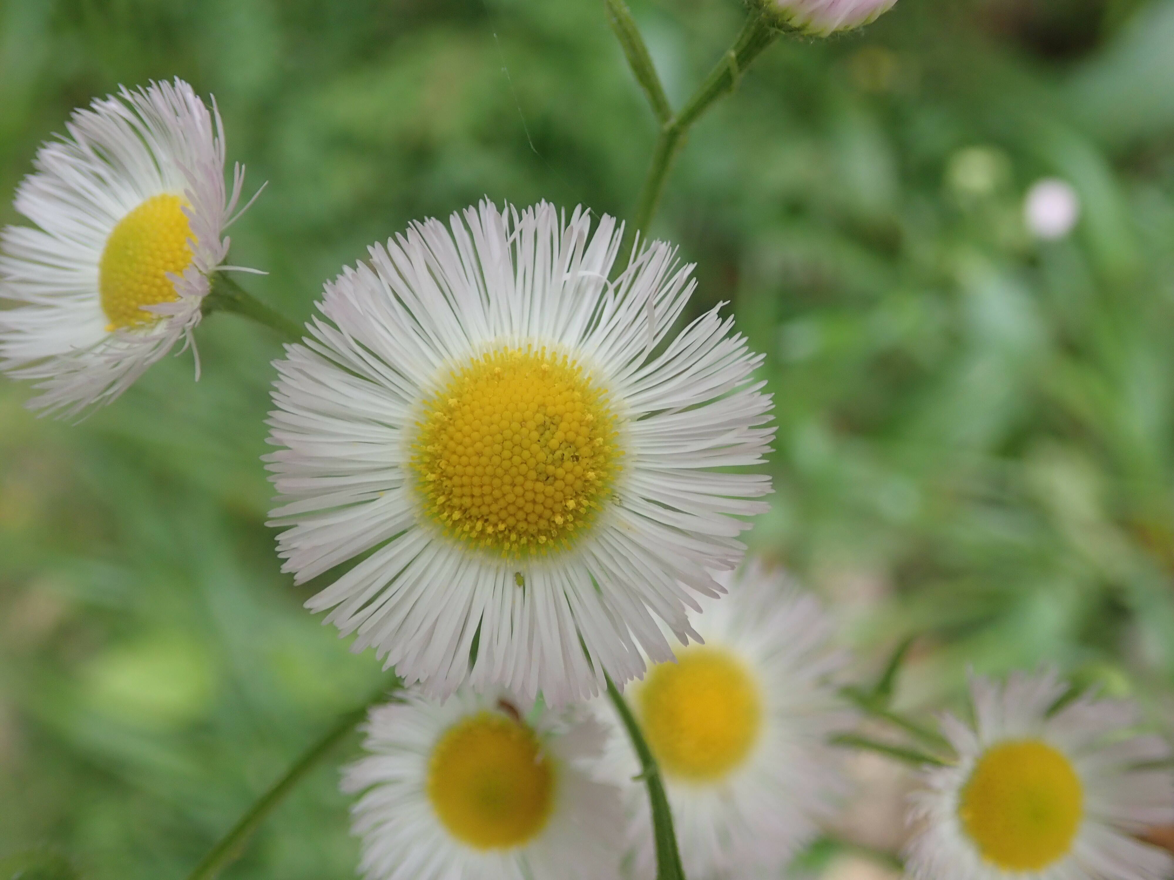 ha20190509-11 ハルジオン.jpg