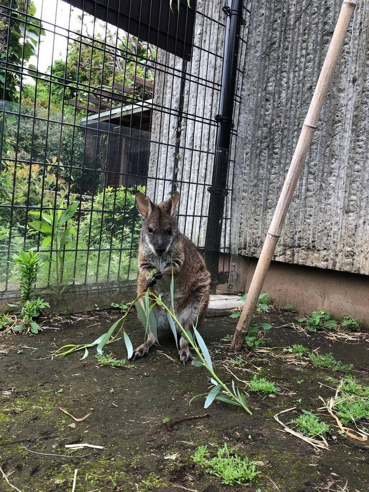 グラ ヤナギを食べる3.jpg