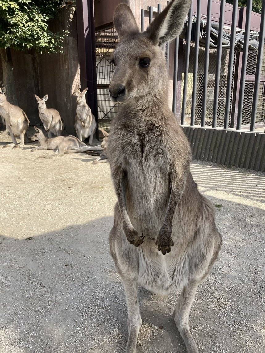 一緒にカンガルーの名前を覚えよう　ミラ編①.jpeg