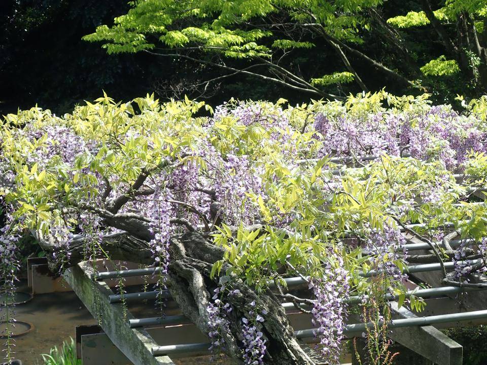 ha20220429-3藤棚.jpg