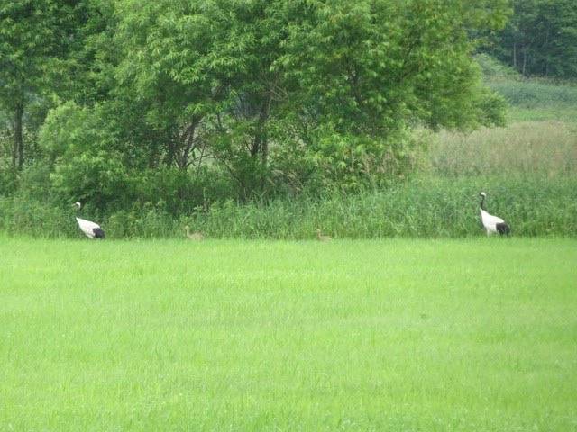 タンチョウ親子 (2).jpg