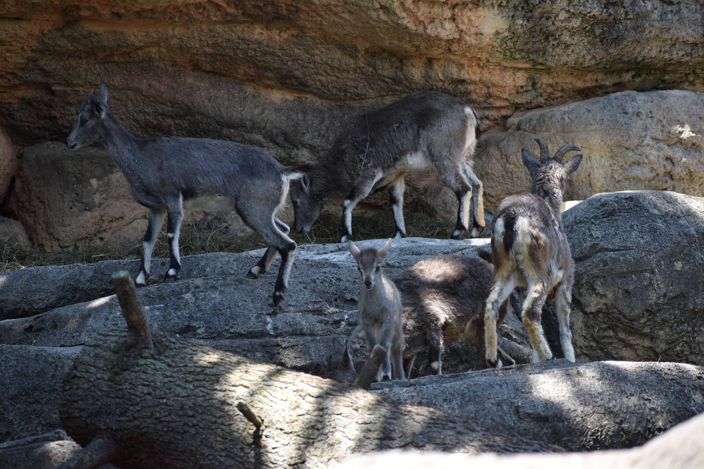 DSC_0066 バーラル①.jpg