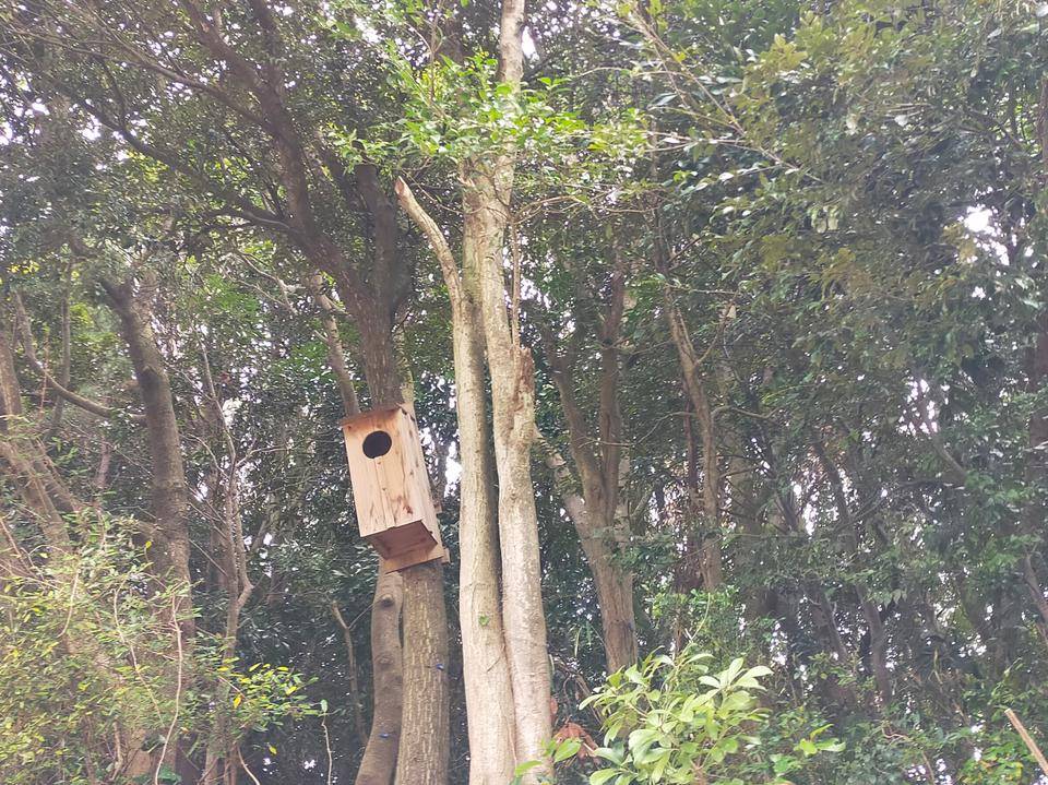 園内にあるフクロウの巣箱.jpg
