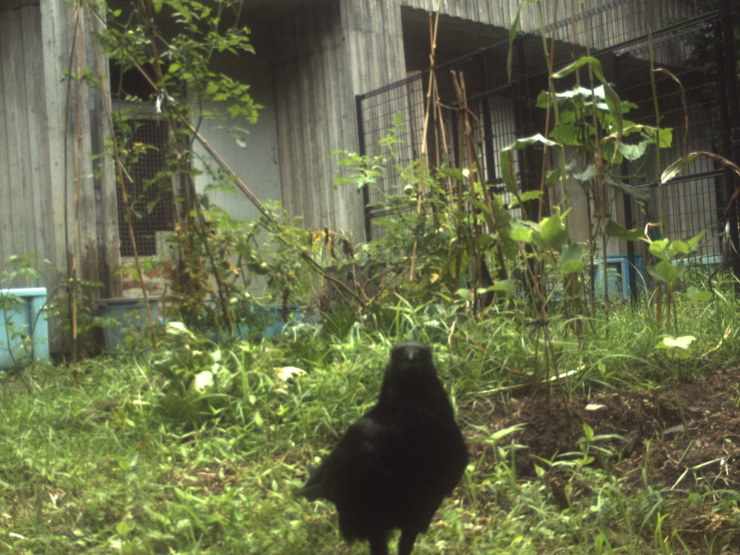 センサーカメラを覗き込むカラス.jpg