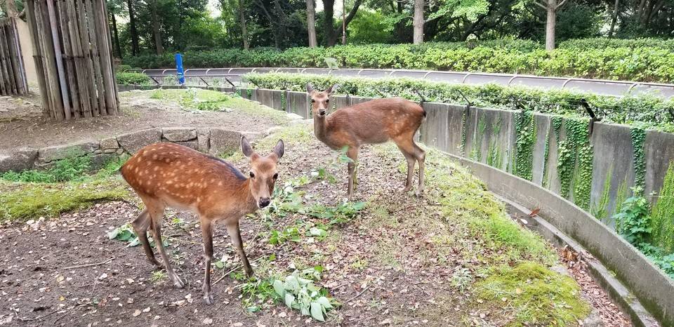 モチモチぽんた　日本鹿の夏毛 夏毛派の方々へ|こぼれ話｜ブログ|金沢動物園公式サイト｜公益