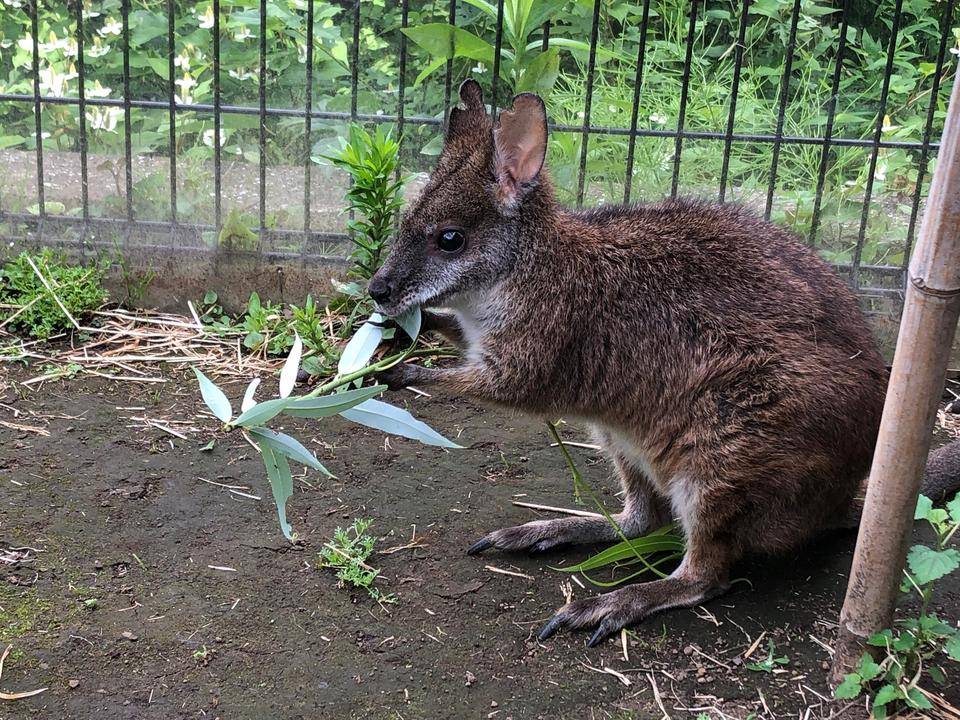 グラ ヤナギを食べる1.jpg