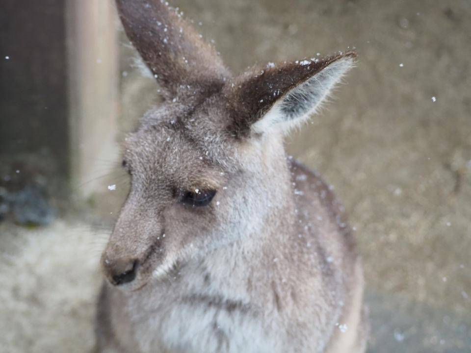 雪とカンガルー.jpg