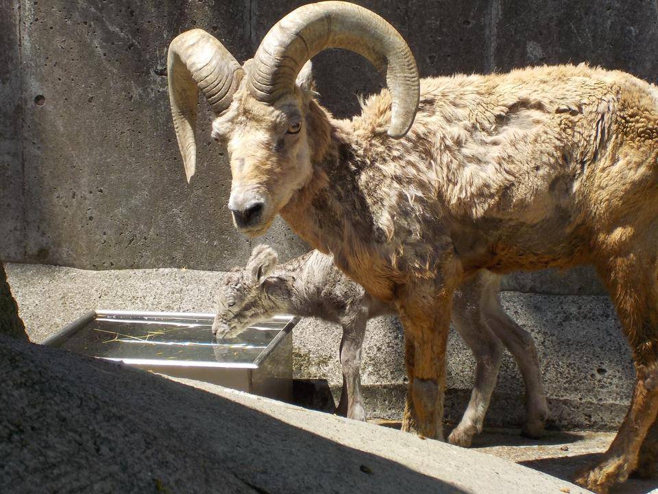 立派なツノを見てください オオきなツノのヒツジの日記 金沢動物園公式サイト 公益財団法人 横浜市緑の協会
