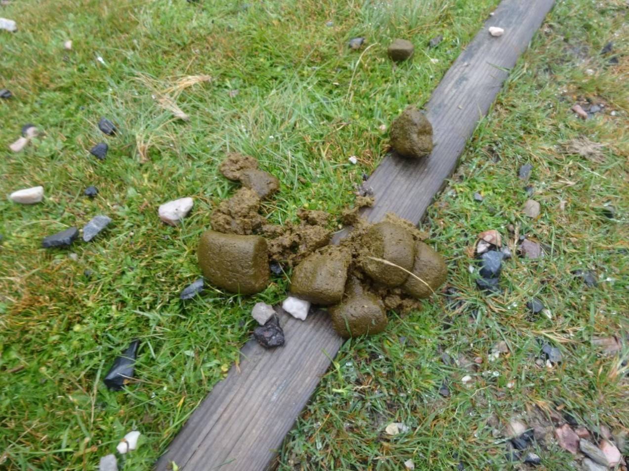 写真⑥ ウォンバットの糞.jpg