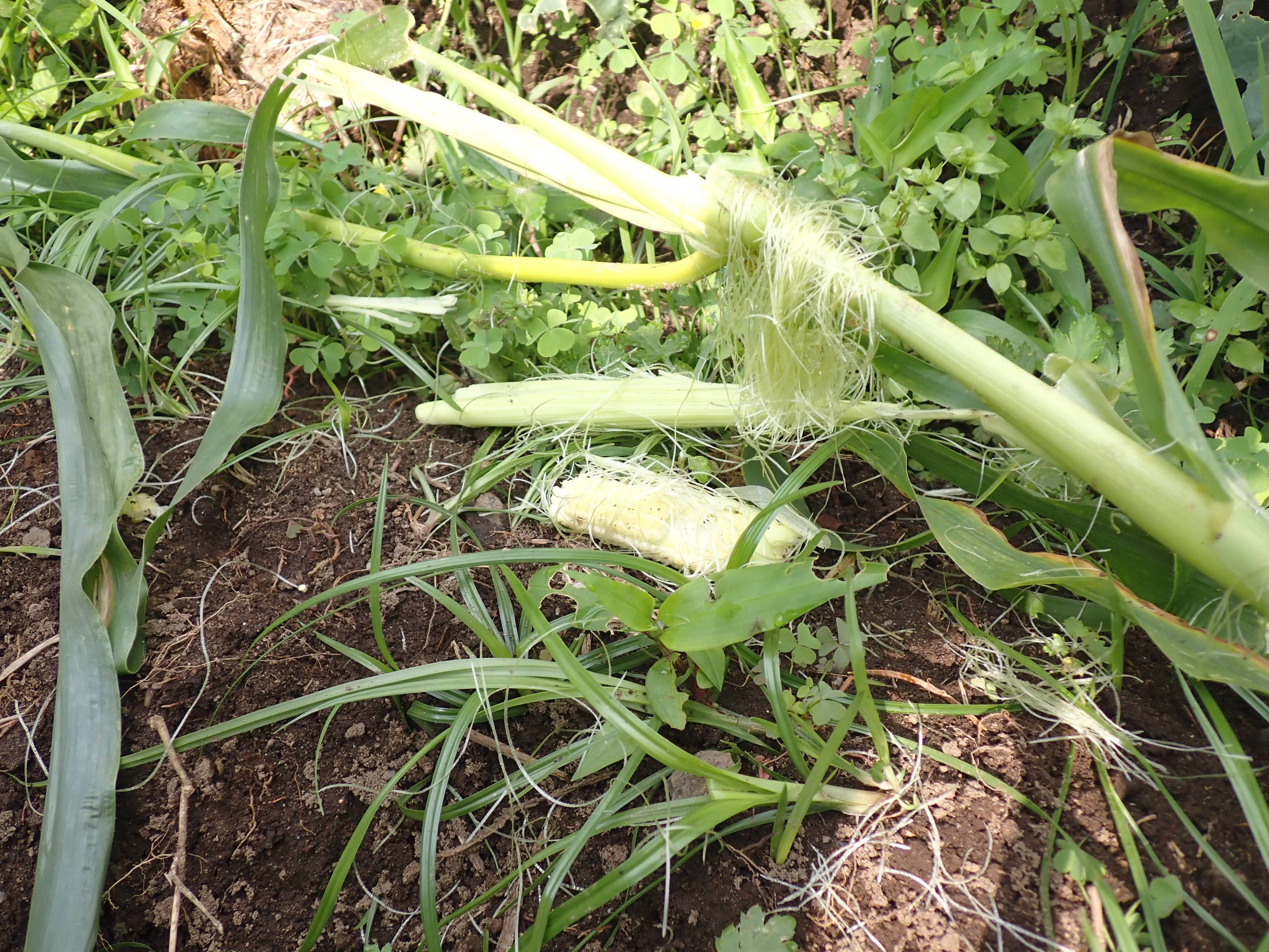 食べられたトウモロコシ.jpg