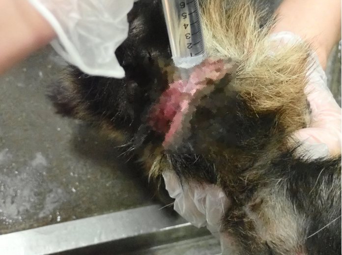 洗浄 モザイク入り.png