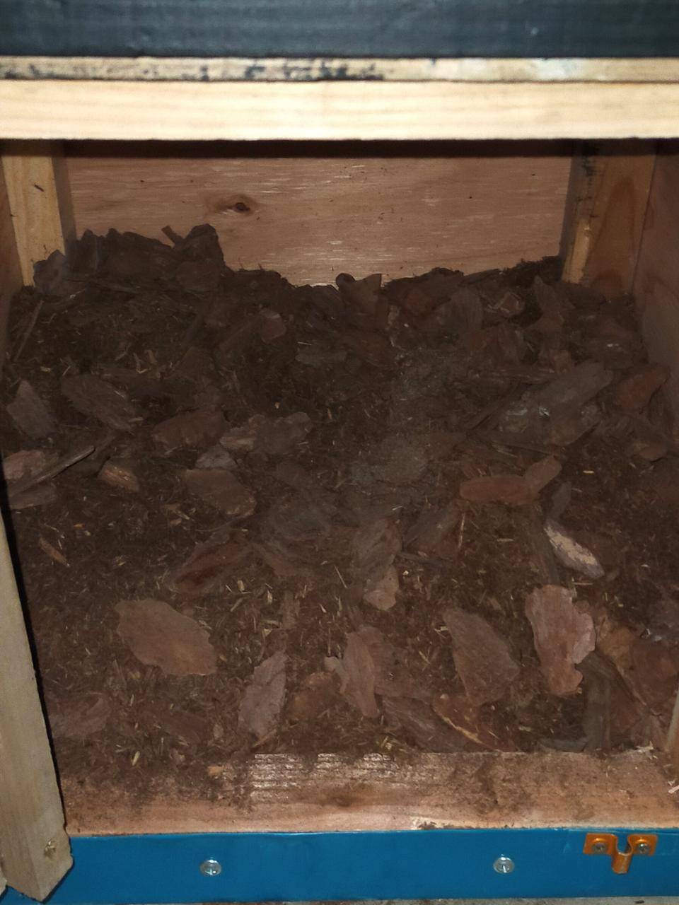 巣箱の床材はゾウと一緒.jpg