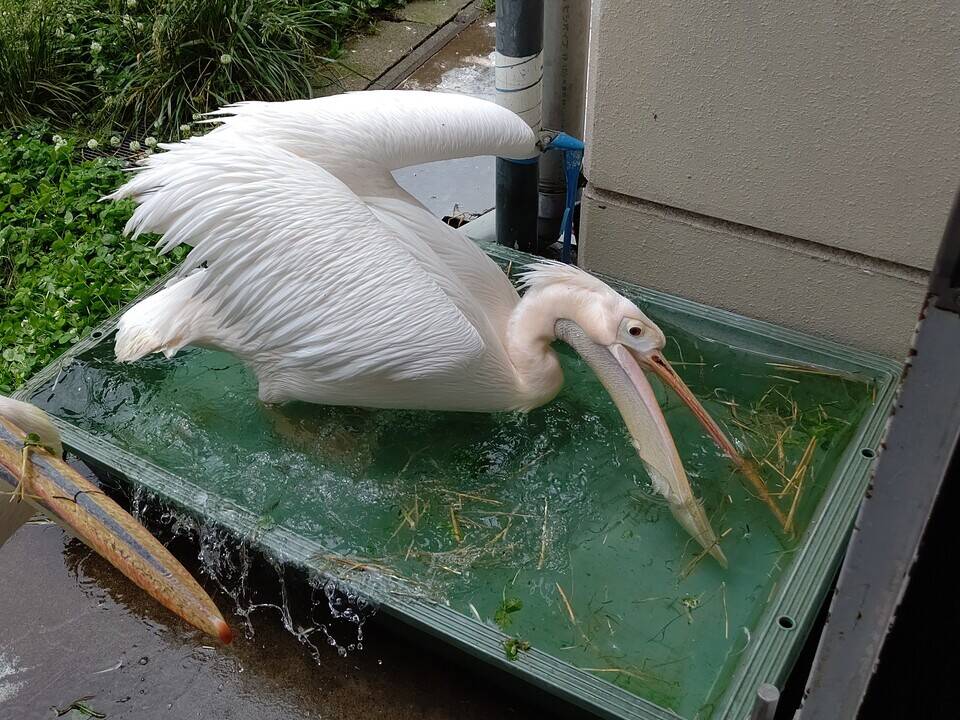 水遊び こぼれ話 金沢動物園公式サイト 公益財団法人 横浜市緑の協会