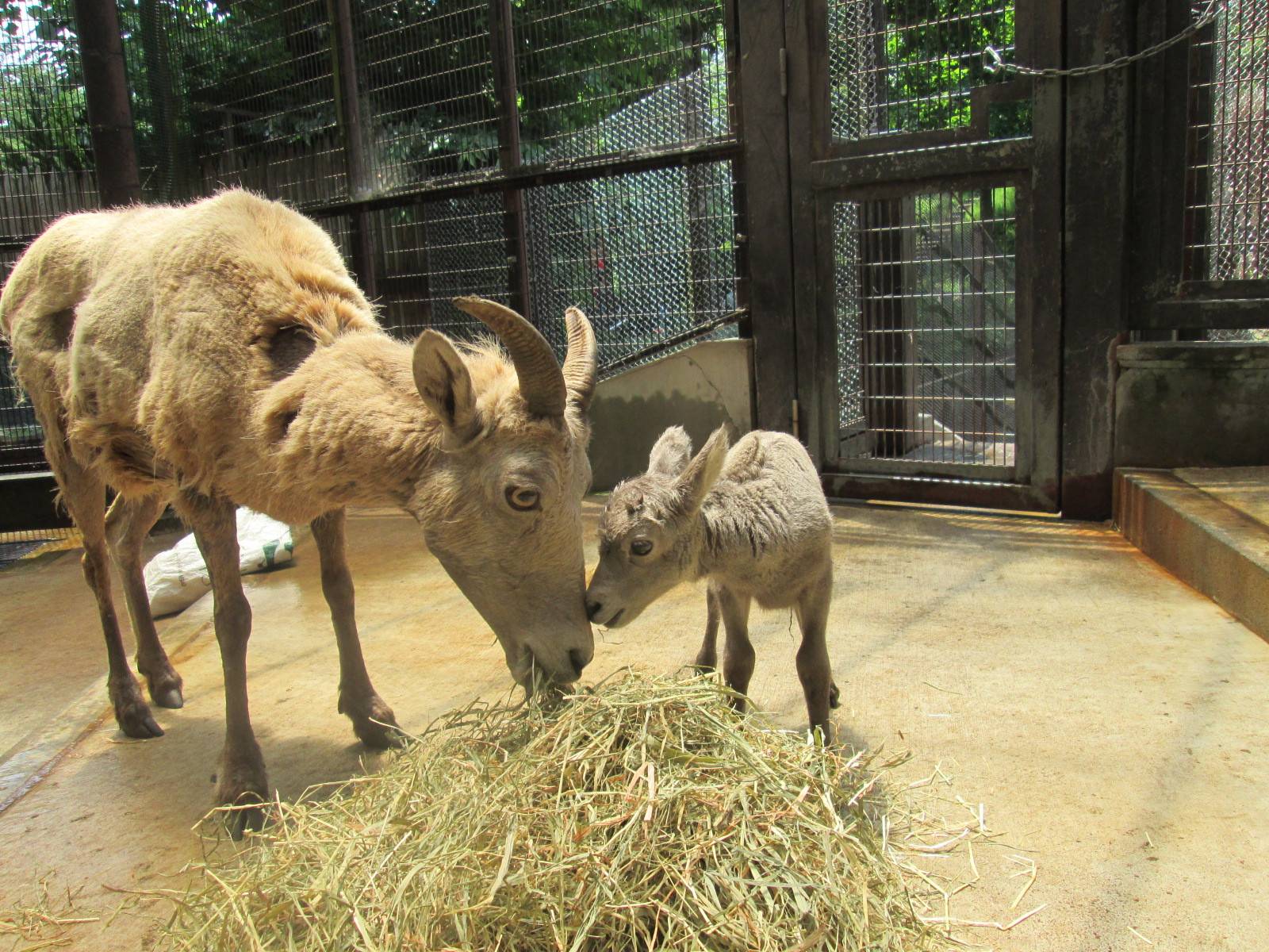 素敵な名前 オオきなツノのヒツジの日記 金沢動物園公式サイト 公益財団法人 横浜市緑の協会