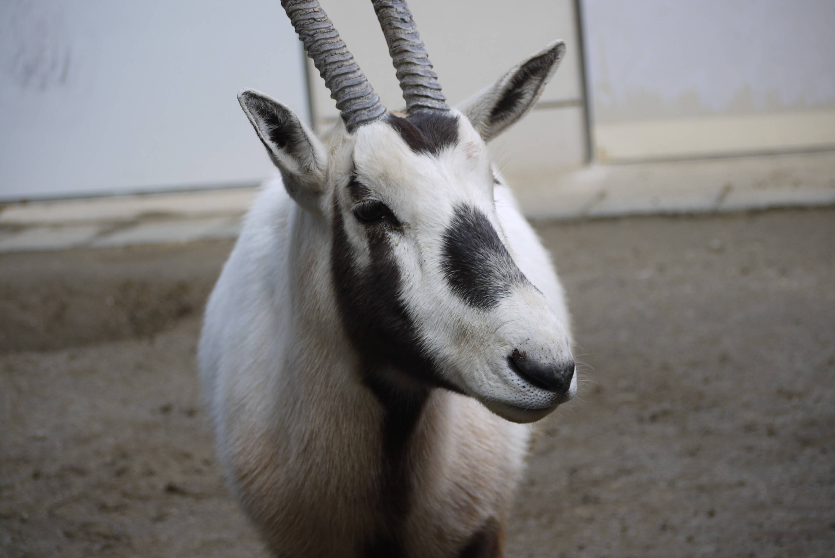 アラビアオリックスと枝 ブログ 金沢動物園公式サイト 公益財団法人 横浜市緑の協会 アラビアオリックスと枝 ブログ 金沢動物園公式サイト 公益財団法人 横浜市緑の協会