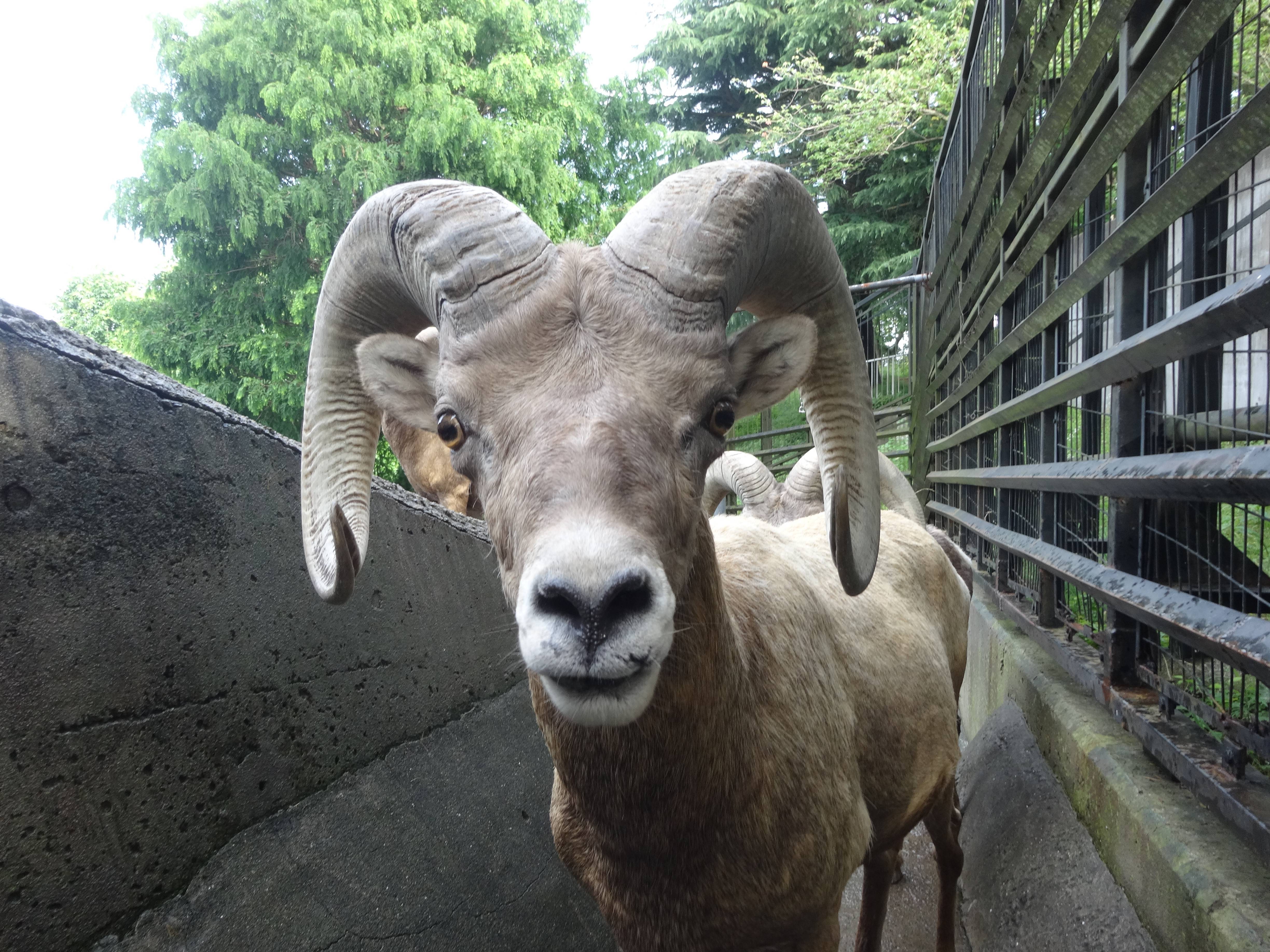 ボクは何歳でしょう オオきなツノのヒツジの日記 金沢動物園公式サイト 公益財団法人 横浜市緑の協会
