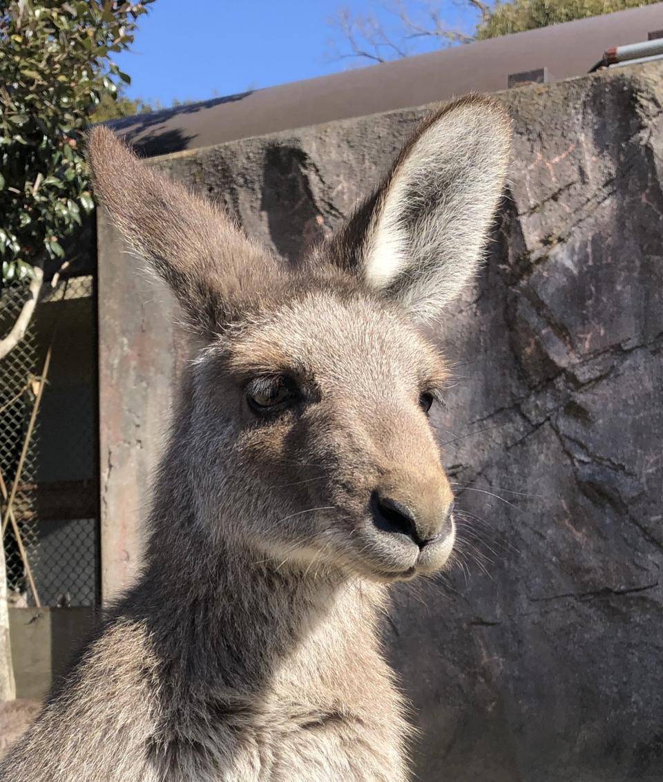 緊張しやすい ミラ Oh カンガルー 金沢動物園公式サイト 公益財団法人 横浜市緑の協会