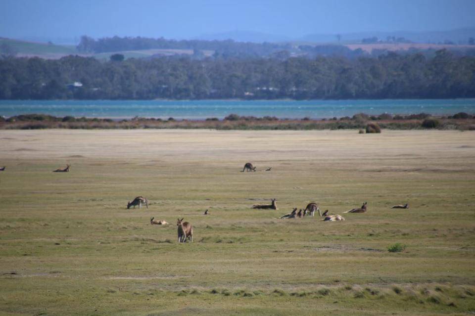 写真⑦ 遠くにみえるカンガルー達.jpg