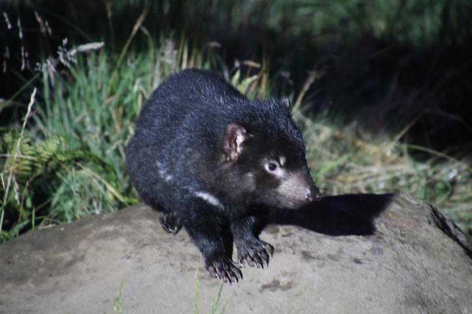 ブログ De トラベル 野生のオーストラリアの動物に会いに タスマニアデビル編 こぼれ話 金沢動物園公式サイト 公益財団法人 横浜市緑の協会 ブログ De トラベル 野生のオーストラリアの動物に会いに タスマニアデビル編 こぼれ話 金沢動物園公式サイト 公益財団法人 横浜市緑の協会