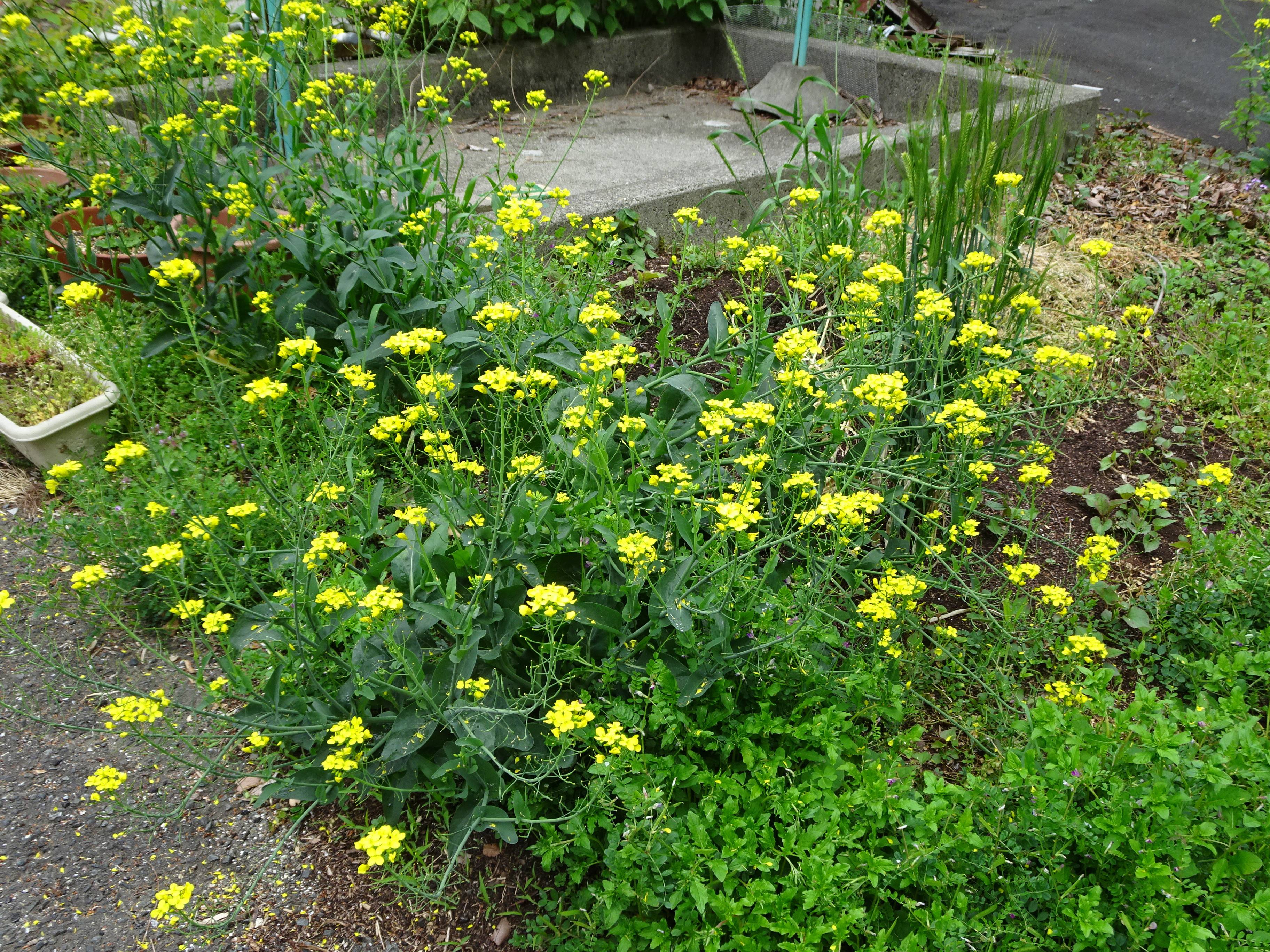 210425 こぼれ①小松菜の花.jpg