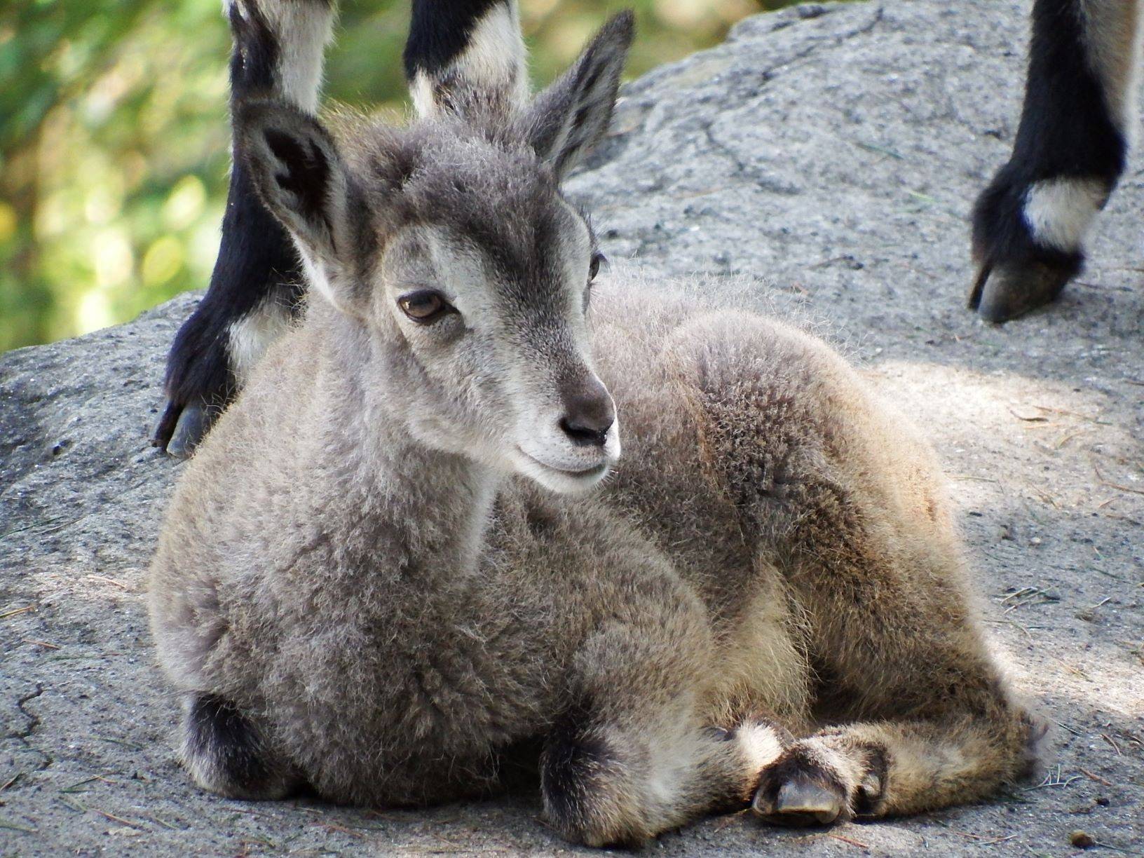 赤ちゃんなんて呼ばせない!?|こぼれ話｜ブログ|金沢動物園公式