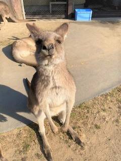 一緒にカンガルーの名前を覚えよう!!4.jpg