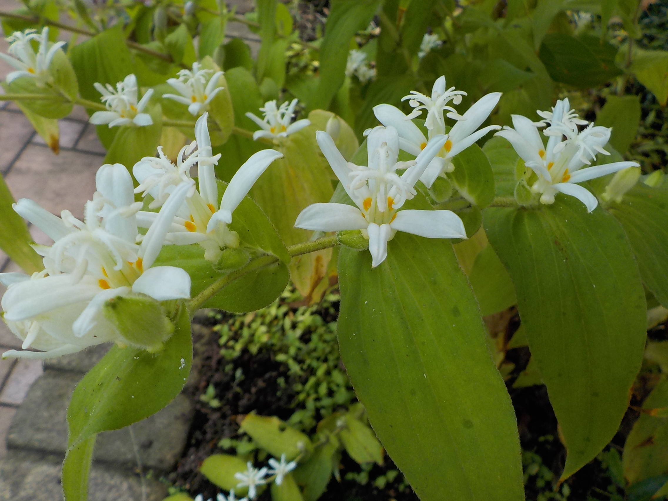 ha20171004-4 (1).jpg