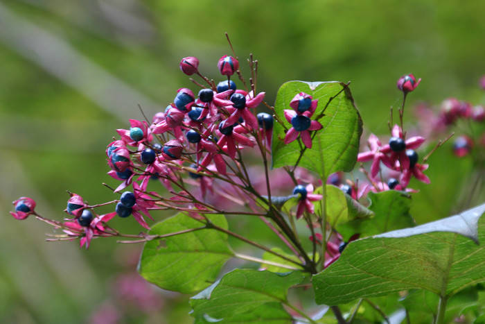 ha20180801-3 (1).jpg