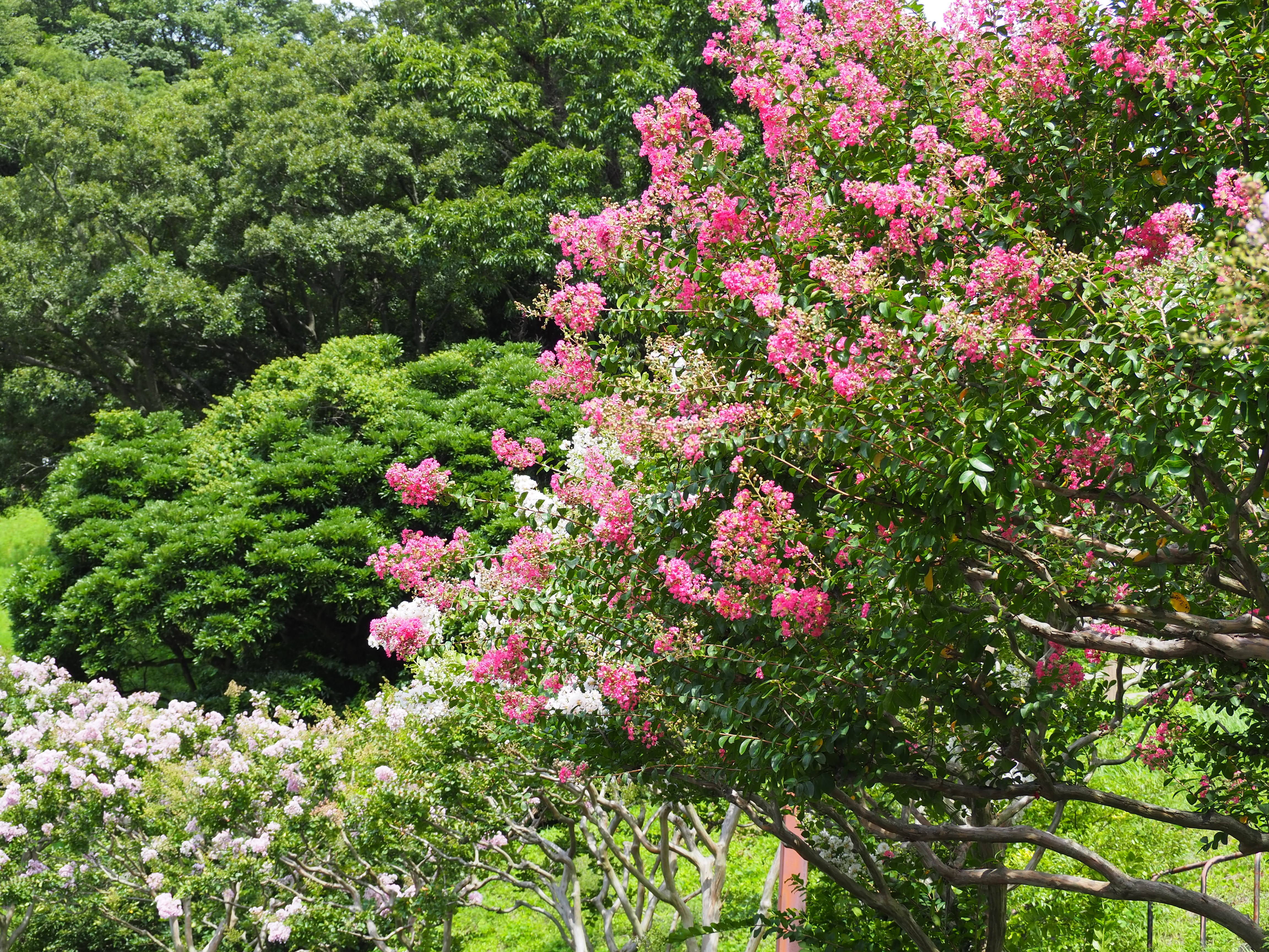 夏の花 サルスベリ 花情報 金沢動物園公式サイト 公益財団法人 横浜市緑の協会
