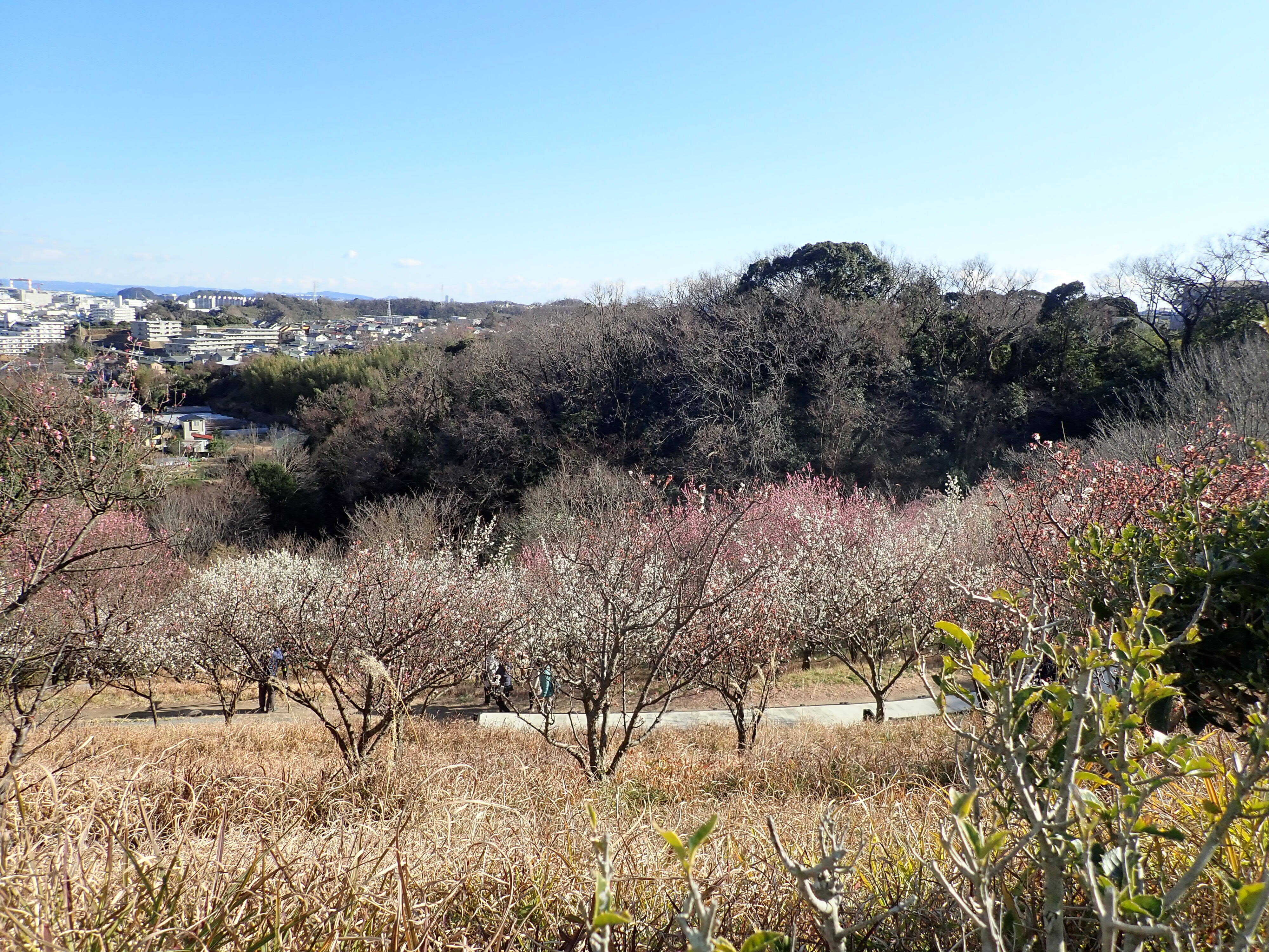 ha20200218-4 (2).jpg