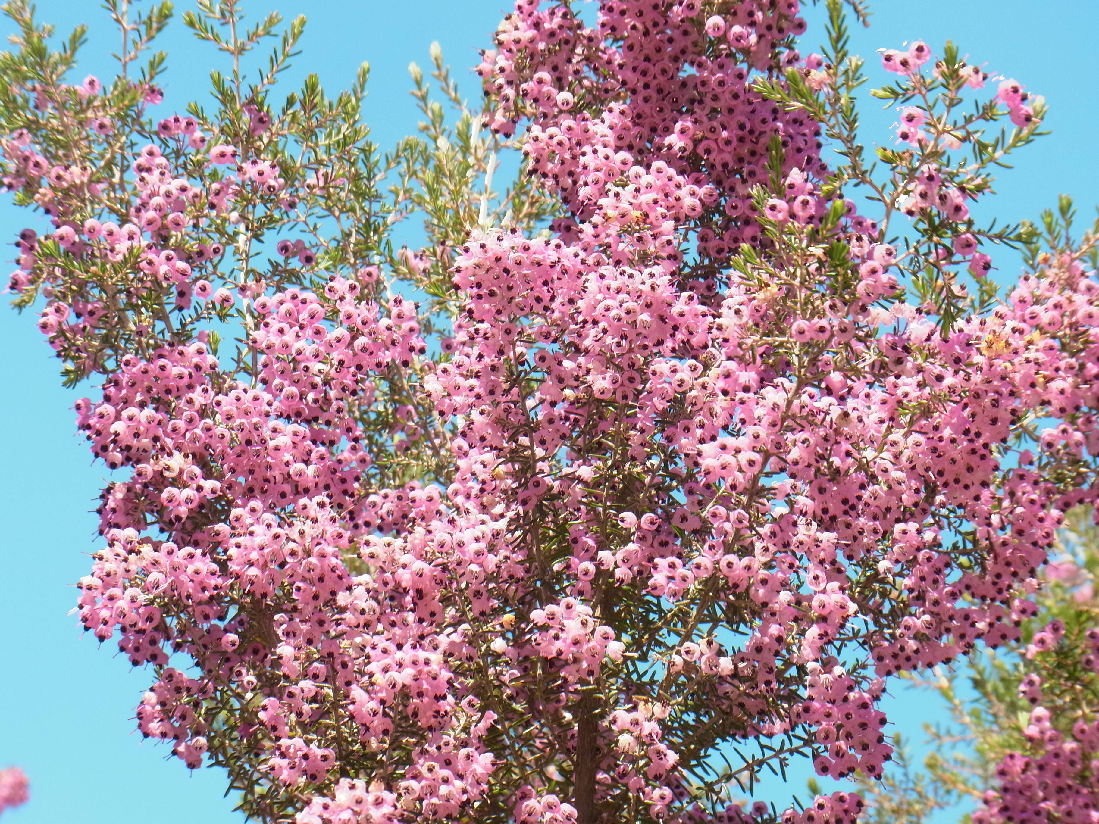 ha20170316 ９ジャノメエリカ.jpg