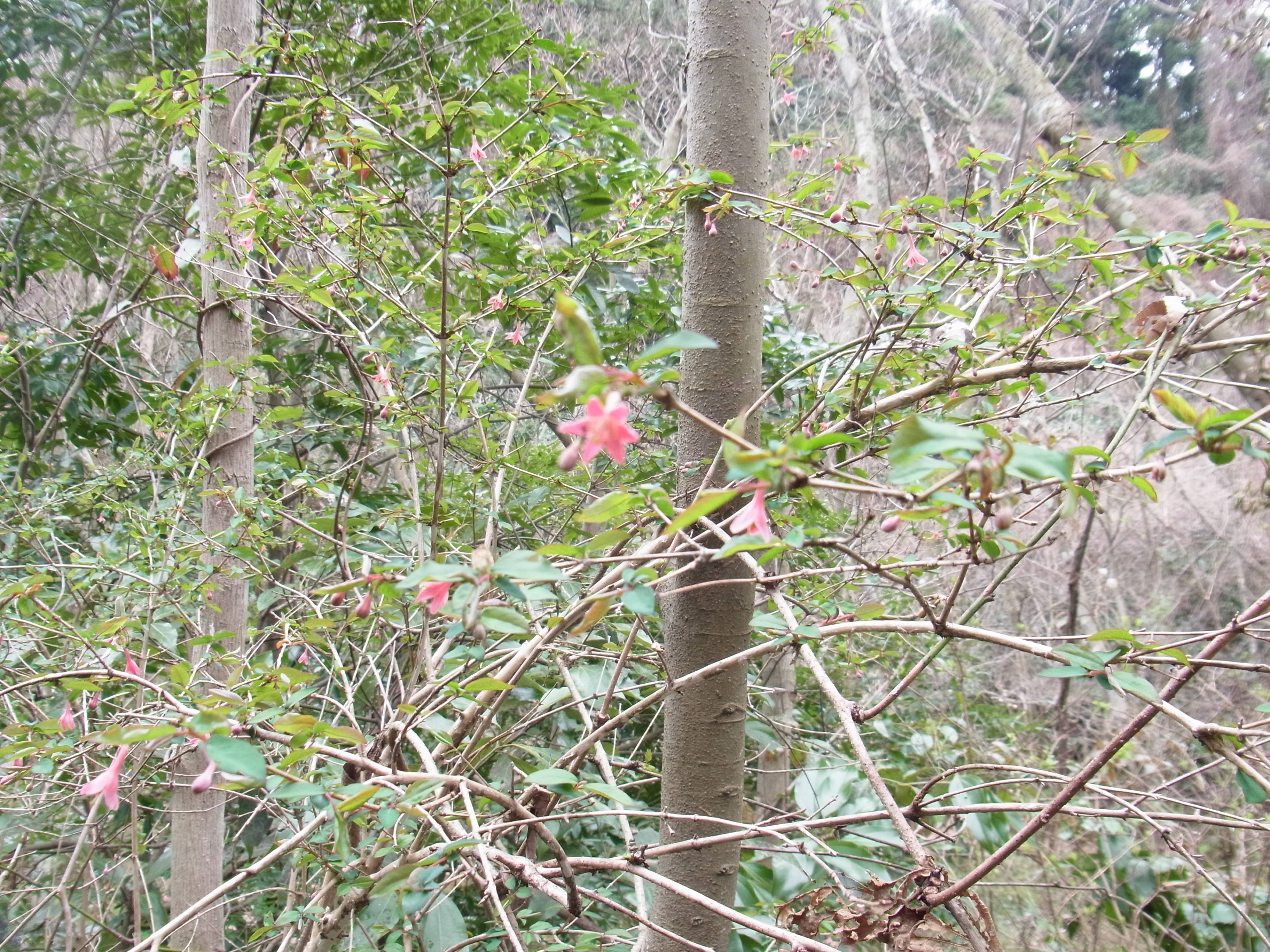 ha20170316 ４ウグイスカグラ１.jpg