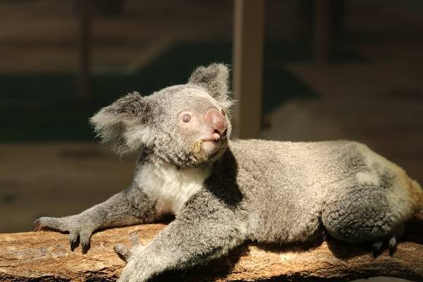 コアラの夏 ブログ 金沢動物園公式サイト 公益財団法人 横浜市緑の協会