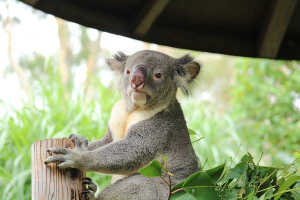 コアラの夏 ブログ 金沢動物園公式サイト 公益財団法人 横浜市緑の協会
