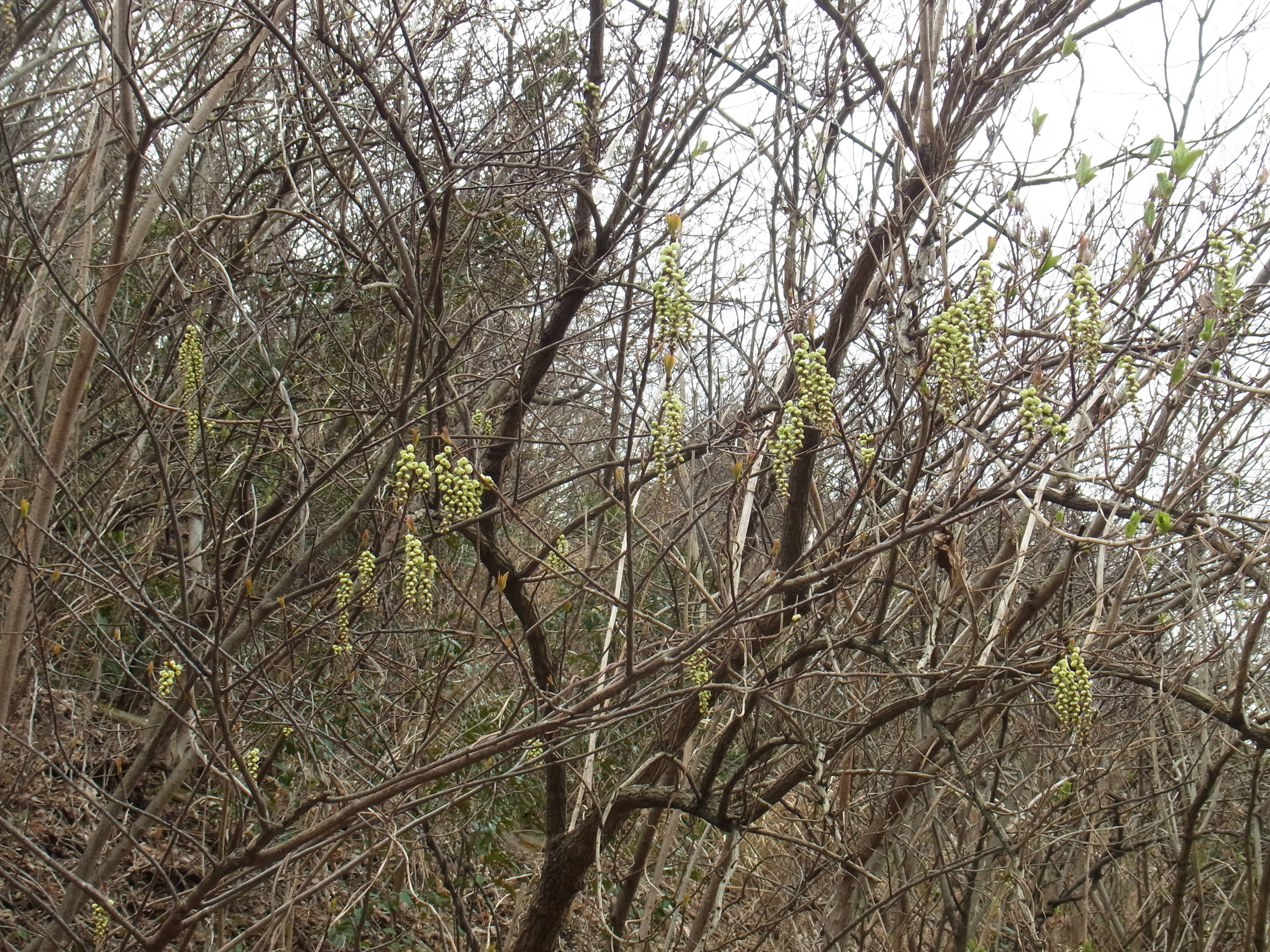 ha20170316 ６キブシ３月.jpg