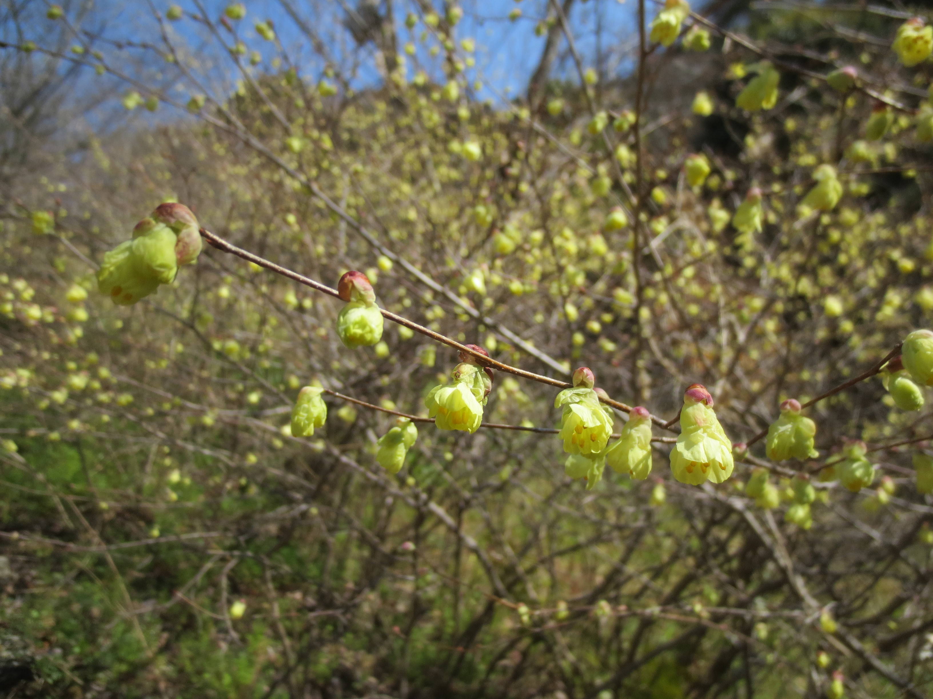 ha20170324-5.jpg