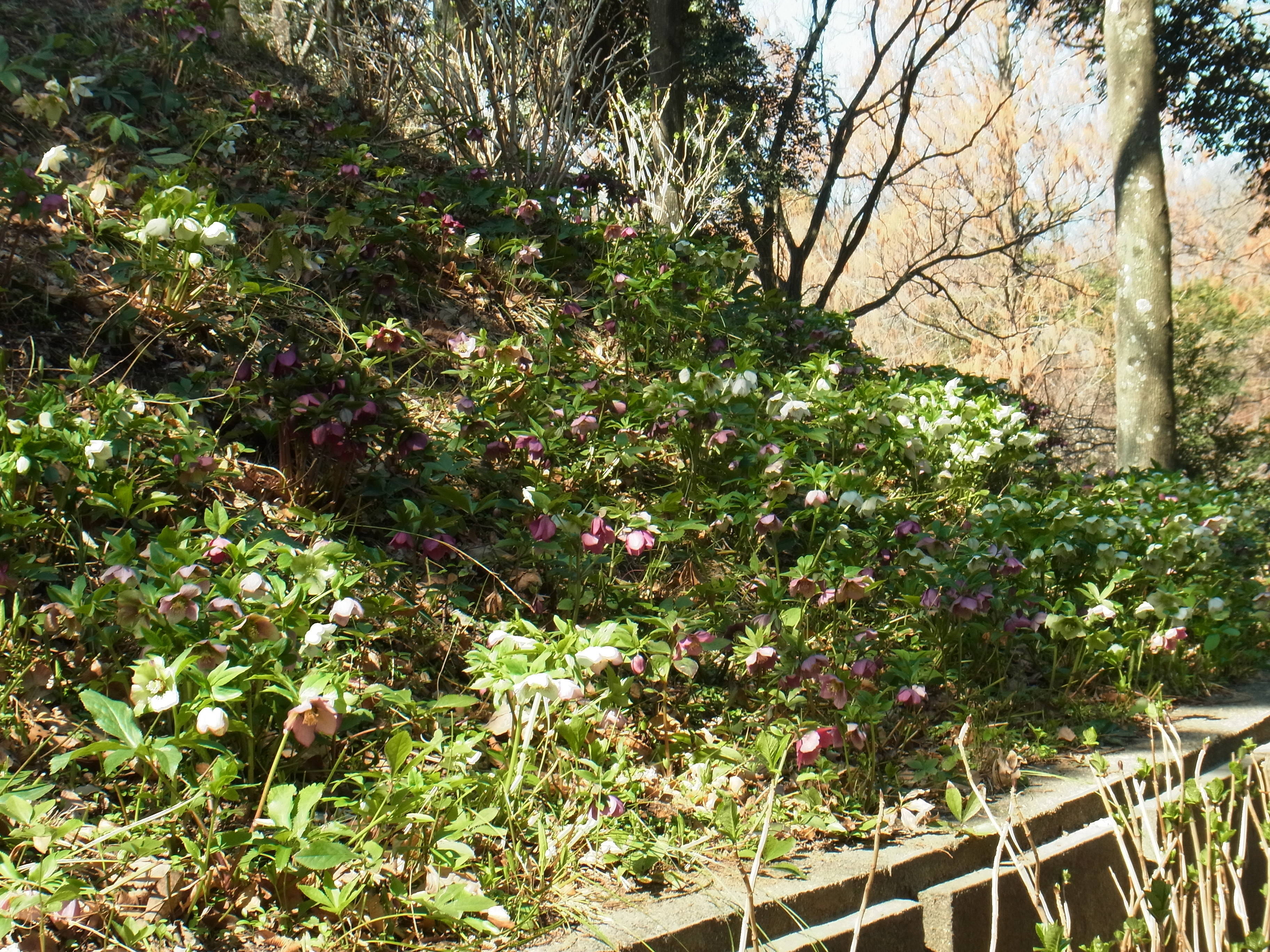 ha20170316 ７クリスマスローズ２.jpg