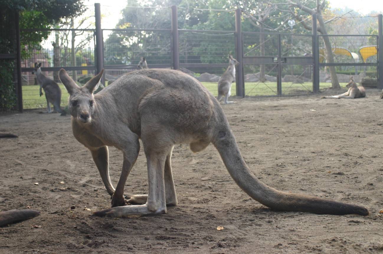 カンガルー.jpg