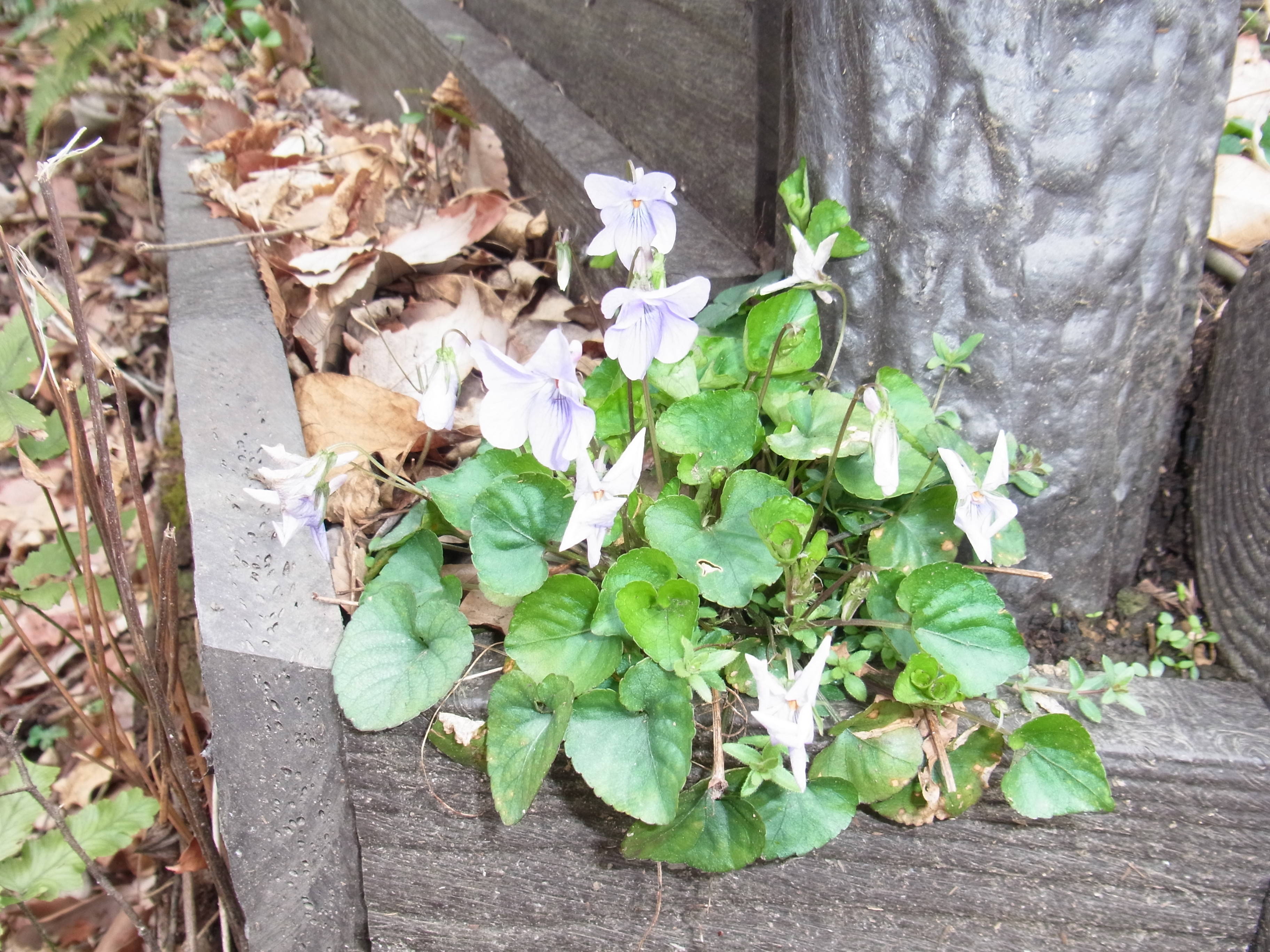 ha20170316 ３月陽だまり.jpg